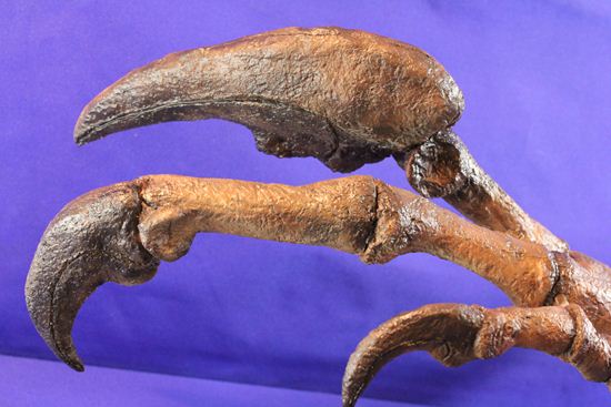 アロサウルス実寸大アームレプリカ（リアルサイズ70cm）　化石セブンオリジナル（その16）