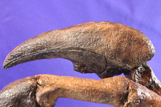 アロサウルス実寸大アームレプリカ（リアルサイズ70cm）　化石セブンオリジナル（その17）