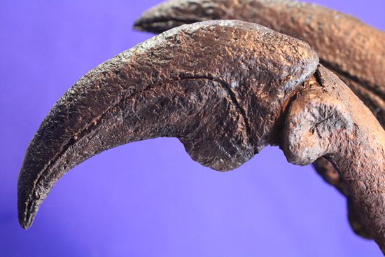 アロサウルス実寸大アームレプリカ（リアルサイズ70cm）　化石セブンオリジナル（その5）