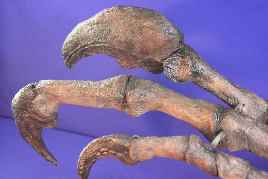 アロサウルス実寸大アームレプリカ（リアルサイズ70cm）　化石セブンオリジナル（その6）