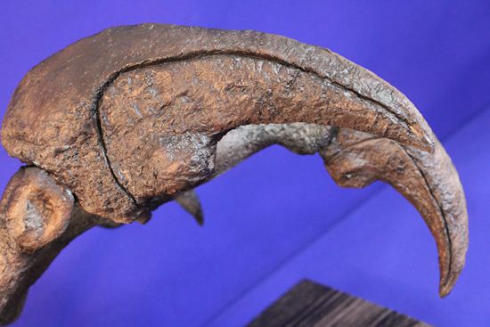 アロサウルス実寸大アームレプリカ（リアルサイズ70cm）　化石セブンオリジナル（その9）