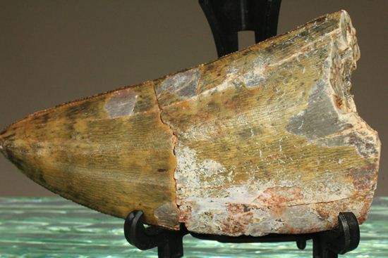 幅広～い！カルカロドントサウルス 美色で7cm 恐竜 販売