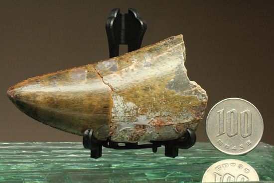 幅広~い!カルカロドントサウルス 美色で7cm(その6)
