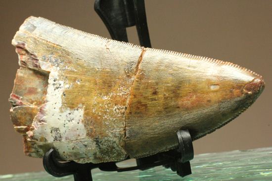 幅広~い!カルカロドントサウルス 美色で7cm(その7)
