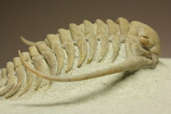ロシア産三葉虫の至宝パラセラウルス（その12）