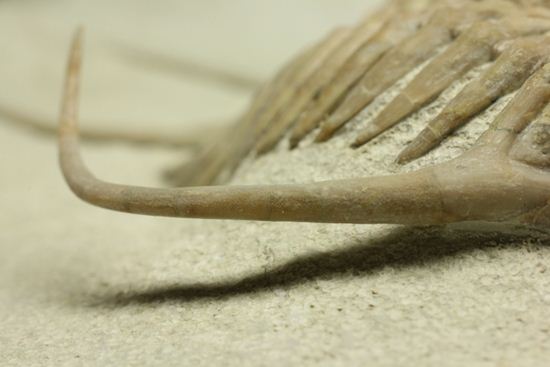 ロシア産三葉虫の至宝パラセラウルス（その14）