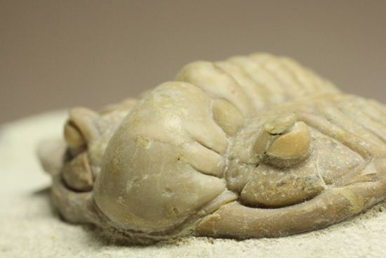 ロシア産三葉虫の至宝パラセラウルス(その3)