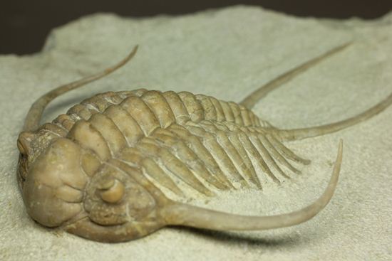 ロシア産三葉虫の至宝パラセラウルス(その7)