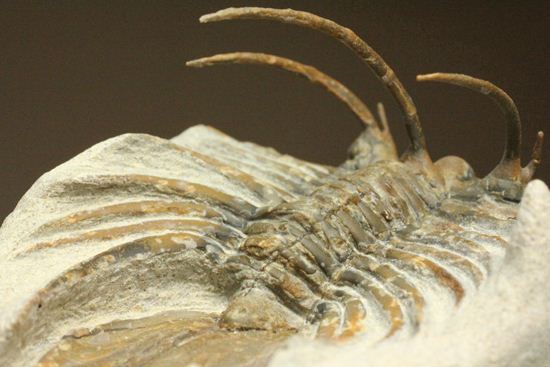 手元に同種標本をお持ちの方はトゲの厚みを比べてください!コリハペルティス(Kolihapeltis)(その11)