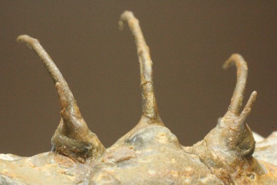 手元に同種標本をお持ちの方はトゲの厚みを比べてください!コリハペルティス(Kolihapeltis)(その12)