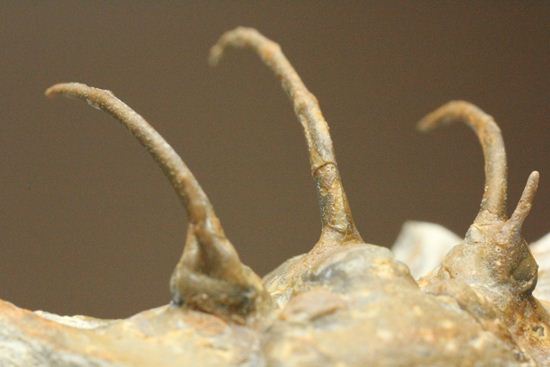 手元に同種標本をお持ちの方はトゲの厚みを比べてください!コリハペルティス(Kolihapeltis)(その13)