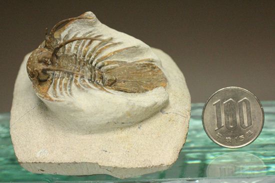 手元に同種標本をお持ちの方はトゲの厚みを比べてください!コリハペルティス(Kolihapeltis)(その14)