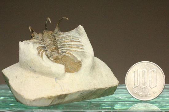 手元に同種標本をお持ちの方はトゲの厚みを比べてください!コリハペルティス(Kolihapeltis)(その15)