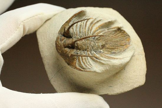 手元に同種標本をお持ちの方はトゲの厚みを比べてください!コリハペルティス(Kolihapeltis)(その16)