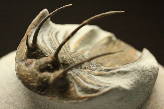 手元に同種標本をお持ちの方はトゲの厚みを比べてください!コリハペルティス(Kolihapeltis)(その17)