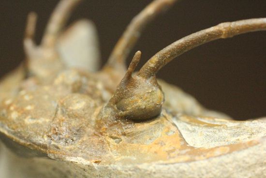 手元に同種標本をお持ちの方はトゲの厚みを比べてください!コリハペルティス(Kolihapeltis)(その2)