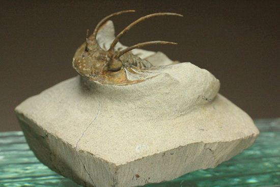 手元に同種標本をお持ちの方はトゲの厚みを比べてください!コリハペルティス(Kolihapeltis)(その3)