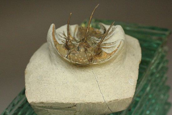 手元に同種標本をお持ちの方はトゲの厚みを比べてください!コリハペルティス(Kolihapeltis)(その4)