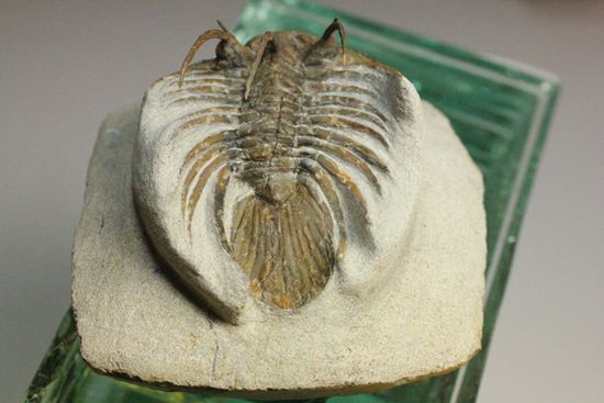 手元に同種標本をお持ちの方はトゲの厚みを比べてください!コリハペルティス(Kolihapeltis)(その5)