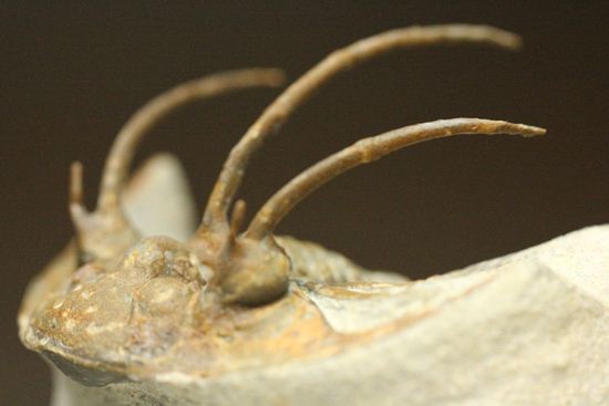 手元に同種標本をお持ちの方はトゲの厚みを比べてください!コリハペルティス(Kolihapeltis)(その7)