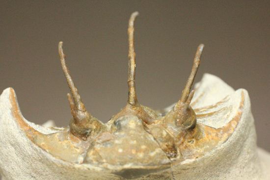 手元に同種標本をお持ちの方はトゲの厚みを比べてください!コリハペルティス(Kolihapeltis)(その8)