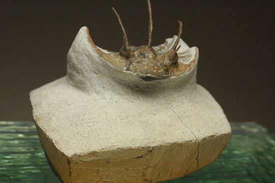 手元に同種標本をお持ちの方はトゲの厚みを比べてください!コリハペルティス(Kolihapeltis)(その9)