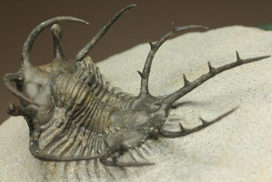 上薬なし原石から工房までトレース可能!最高級セラタルゲス・アルマータス(Ceratarges armatus)(その1)