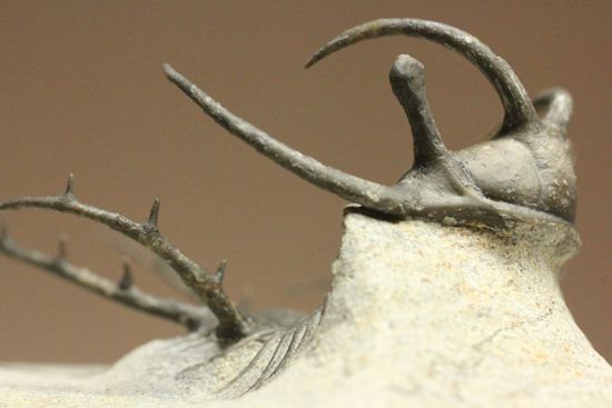 上薬なし原石から工房までトレース可能!最高級セラタルゲス・アルマータス(Ceratarges armatus)(その10)