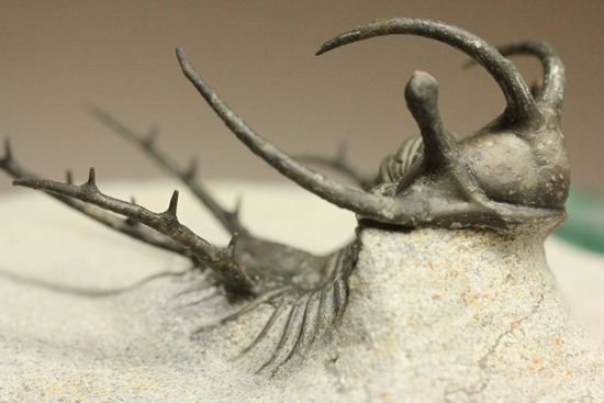 上薬なし原石から工房までトレース可能!最高級セラタルゲス・アルマータス(Ceratarges armatus)(その11)