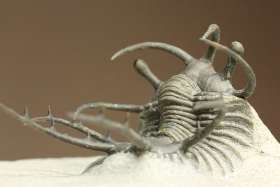 上薬なし原石から工房までトレース可能!最高級セラタルゲス・アルマータス(Ceratarges armatus)(その12)
