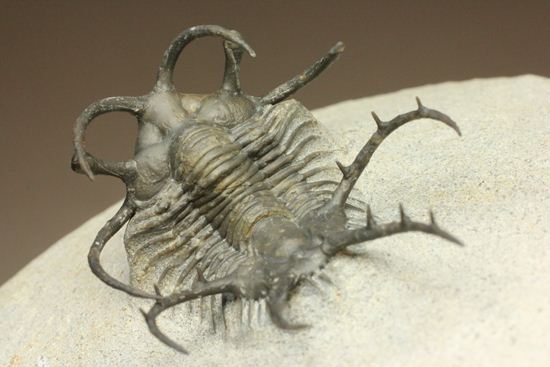 上薬なし原石から工房までトレース可能!最高級セラタルゲス・アルマータス(Ceratarges armatus)(その13)