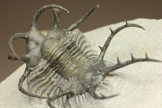 上薬なし原石から工房までトレース可能!最高級セラタルゲス・アルマータス(Ceratarges armatus)(その14)