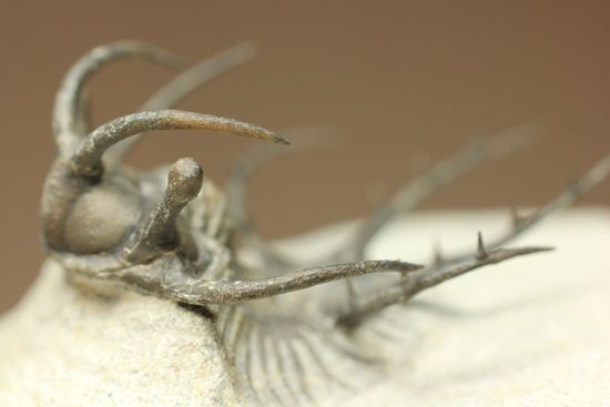 上薬なし原石から工房までトレース可能!最高級セラタルゲス・アルマータス(Ceratarges armatus)(その15)