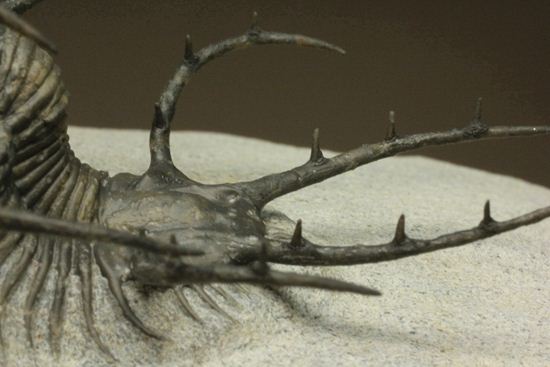 上薬なし原石から工房までトレース可能!最高級セラタルゲス・アルマータス(Ceratarges armatus)(その2)