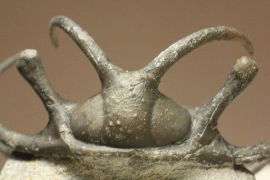 上薬なし原石から工房までトレース可能!最高級セラタルゲス・アルマータス(Ceratarges armatus)(その20)