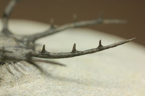 上薬なし原石から工房までトレース可能!最高級セラタルゲス・アルマータス(Ceratarges armatus)(その3)