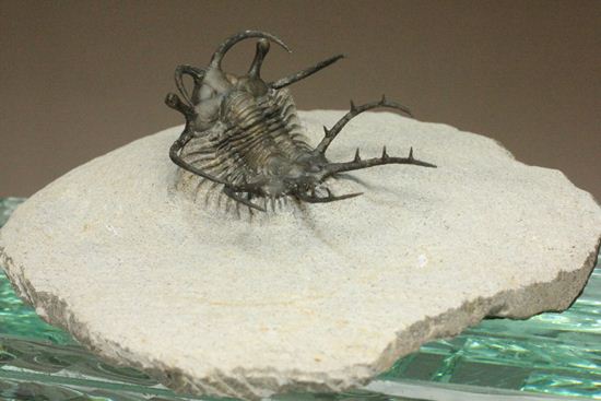 上薬なし原石から工房までトレース可能!最高級セラタルゲス・アルマータス(Ceratarges armatus)(その5)