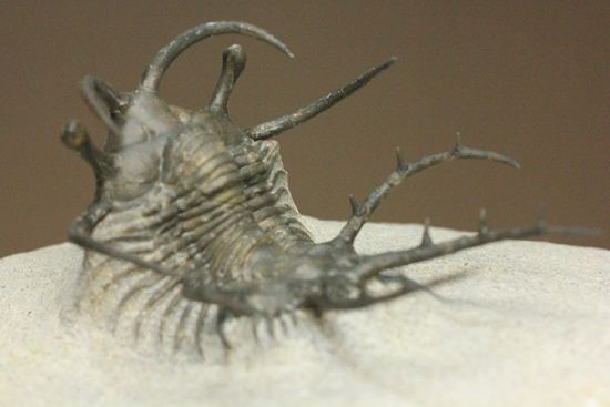 上薬なし原石から工房までトレース可能!最高級セラタルゲス・アルマータス(Ceratarges armatus)(その6)