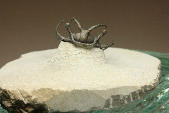 上薬なし原石から工房までトレース可能!最高級セラタルゲス・アルマータス(Ceratarges armatus)(その8)