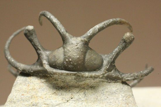 上薬なし原石から工房までトレース可能!最高級セラタルゲス・アルマータス(Ceratarges armatus)(その9)
