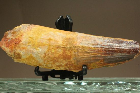 スピノサウルスの巨大歯(10cmオーバ)(その1)