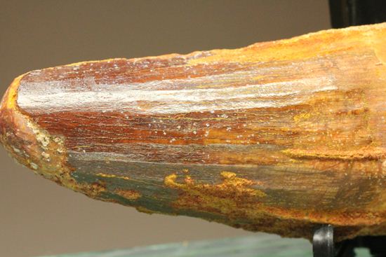 スピノサウルスの巨大歯(10cmオーバ)(その10)