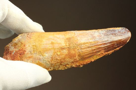 スピノサウルスの巨大歯(10cmオーバ)(その13)