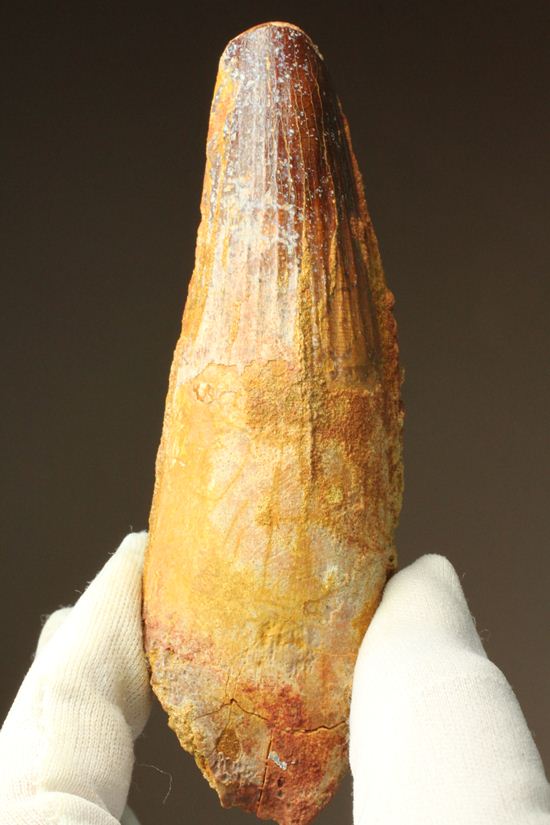スピノサウルスの巨大歯(10cmオーバ)(その14)