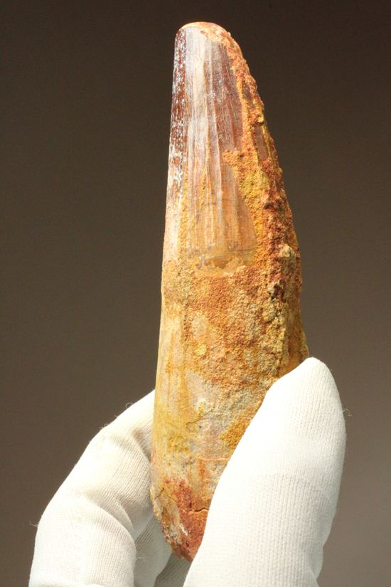 スピノサウルスの巨大歯(10cmオーバ)(その15)