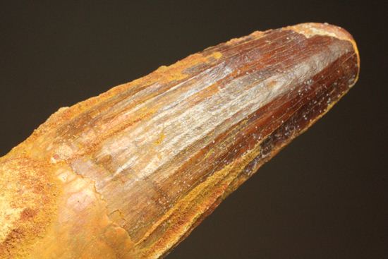 スピノサウルスの巨大歯(10cmオーバ)(その16)