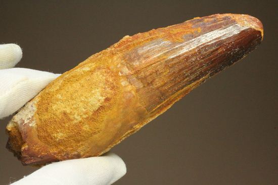 スピノサウルスの巨大歯(10cmオーバ)(その17)