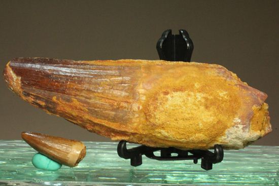 スピノサウルスの巨大歯(10cmオーバ)(その18)