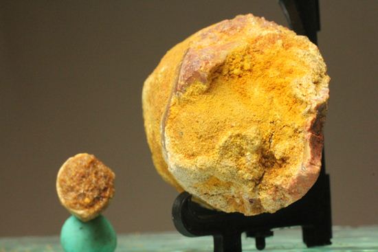 スピノサウルスの巨大歯(10cmオーバ)(その19)