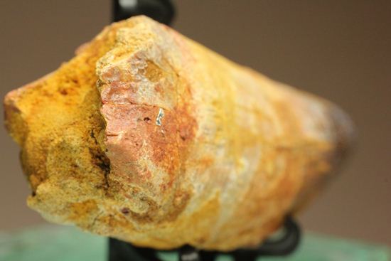スピノサウルスの巨大歯(10cmオーバ)(その2)